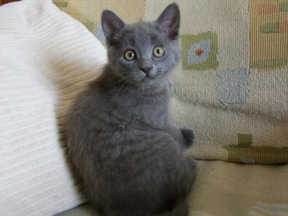 Süße kleine Katzenbabys / Kätzchen / Kitten