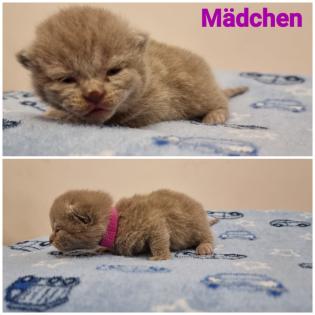 BKH Britisch Kurzhaar Kitten