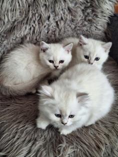 Kitten mit himmelblau Augen