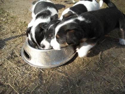 Kleine Jack Russels tricolor reinrassig o. P. suchen neue Herausforderung