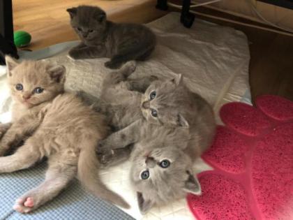 Reinrassige BKH Kitten blau und lilac zu reservieren