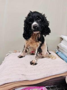 Popcorn - lieb verträglich - Cocker-Spaniel-Mischling