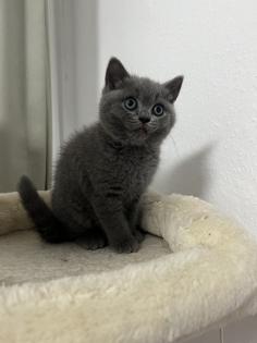 Bkh Kitten Verkauf weiblich
