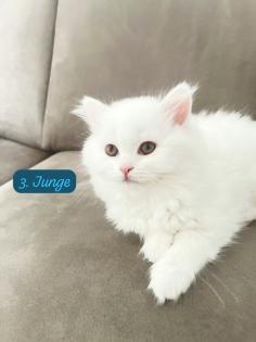 Britisch Kurzhaar BKH Kater