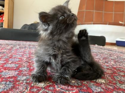 Maine Coon Kitten Kater reinrassig