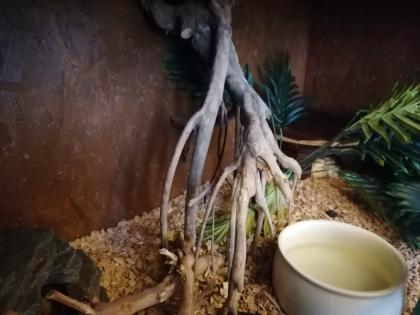 Terrarien Königspython Wir brauchen Dringend ein neues Zuhause