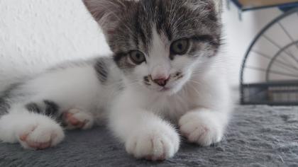 Ragdoll - Perser - Maine Coon Kater