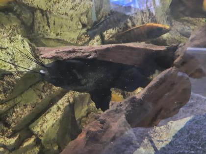 Barsche Prachtschmerlen und Schildkröte zu verschenken