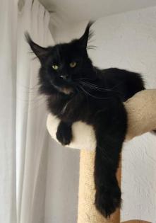 . Tolle Maine Coon kitten mit Stammbaum aus seriöser Zucht .