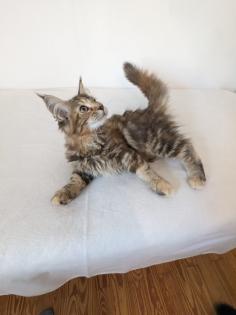 Maine Coon Kitten sofort abgabereit