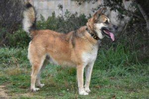 VINO - EINZELPFLEGEPLATZ GESUCHT Schutzgebühr Euro 300 -männlich 2 Jahre 55 cm 25 kg Kastrie