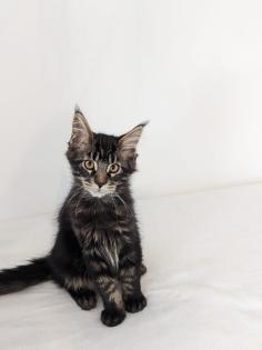 Maine Coon Kitten sofort abgabereit