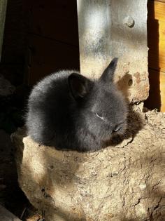 Kleine reinrassige Löwenkopfkaninchen Babys