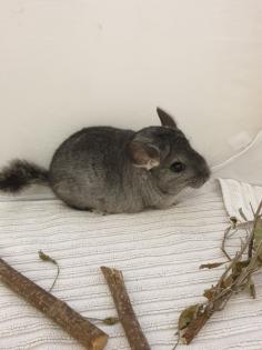Chinchillajungtiere Angora