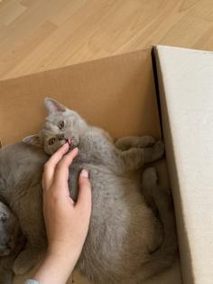 BKH Kitten suchen ein liebevolles zu Hause