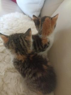 Glückskätzchen Kleine Kätzchen Kitten