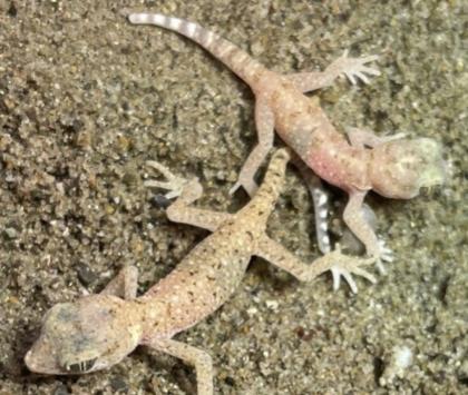 7 Stenodactylus sthenodactylus - Dünnfingergeckos mit Terrarium