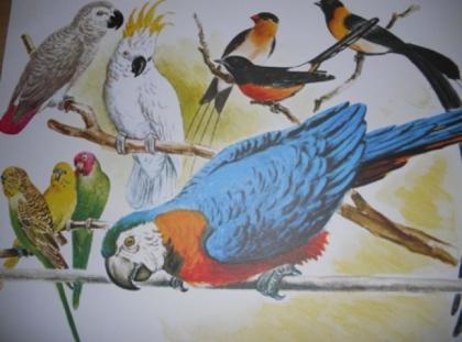 Große Vogelschau Vogelverein Albstadt 2022