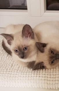 Siam / Thai Kitten Blue Point Babys Kätzchen
