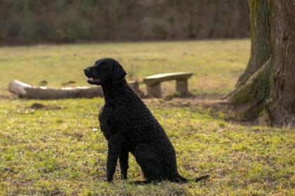 Curly Coated Retriever zur Deckung Welpe namelden