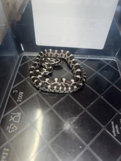 Kornnatter Pantheropis Guttatus NZ 07 25