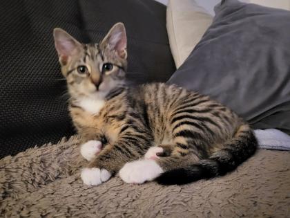Kätzchen Videl Weibchen