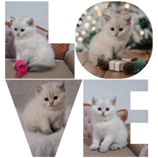 Reinrassige BKH Kitten mit Stammbaum