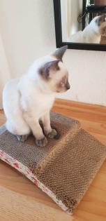 Siam / Thai Kitten Blue Point Babys Kätzchen. 1 Junge. Abgabebereit.