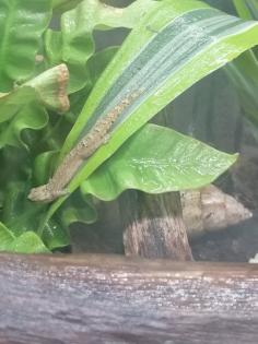 Terrarium mit zwei Jungferngeckos und viel Zubehör