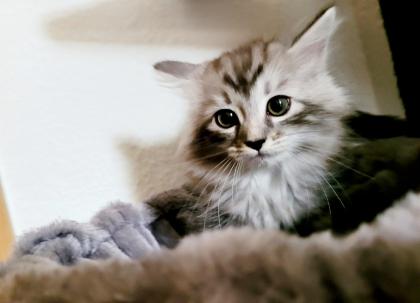 Norweger-Neva Masquarade Kitten