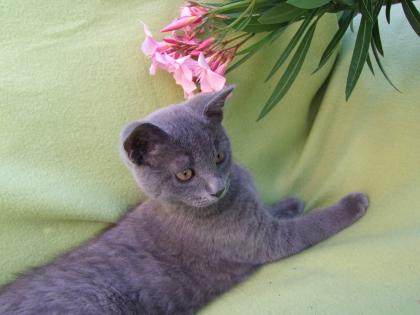 Kleine Kätzchen / Kitten / Katzenbabys