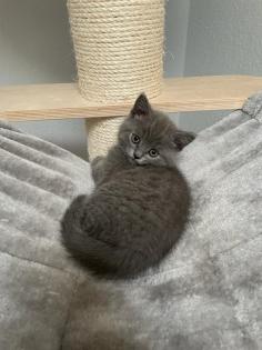 BKH Kitten Britisch Kurzhaar Katzenbabys Kitten