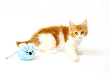 Süße typvolle Maine Coon Katzenkinder.
