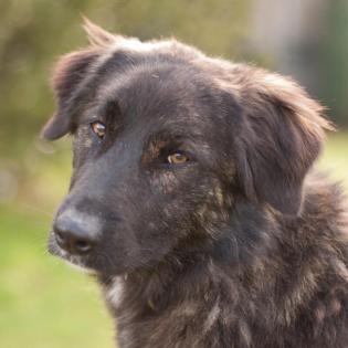 KISKA - junge Mischlingshündin - 1 Jahr - Tierhilfe-Franken e. V.