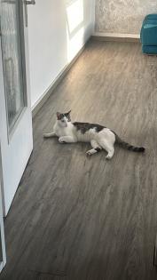 Kater freigänger sucht neues zu Hause