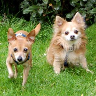 BROWN CHARLY UND BROWN Rocky - Rattler Mix - Chihuahua - 11 Jahre - Tierhilfe-Fr