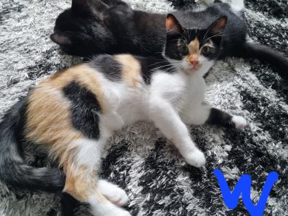 1 Bkh mix Katze mit 5 Kitten