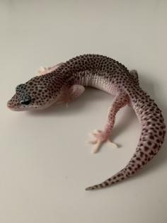 1. 0 Mack super Snow Het Diablo Blanco Leopardgecko Männchen Enz 23 abzugeben Übergabe Hamm möglich