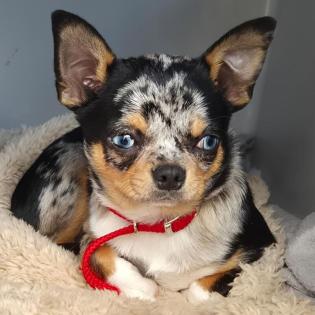 LITTLE TIM - Chihuahua - 4 Monate - Tierhilfe-Franken e. V.