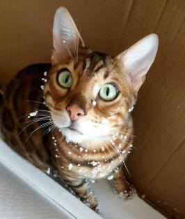 SIMBA und FELIX - Bengal - 7 Jahre - Tierhilfe-Franken e. V.