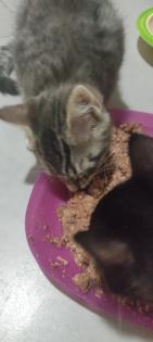 BKH Ragdoll Mix Kitten