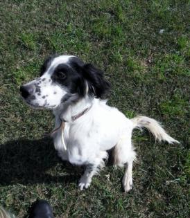 Hermes - der Hund der gerettet werden wollte