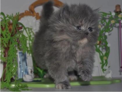Reinrassige Perser Blau Crem Katze