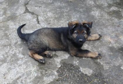 Obiwan Rüde Welpe Altdeutscher Schäferhund DDR Linien
