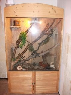 Großes Terrarium mit 2 Kornnattern komplette Ausstattung