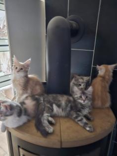 Maine Coon mit Stammbaum