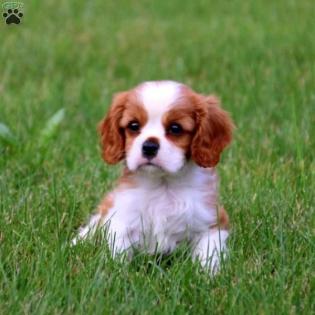 Cavalier King Charles Spaniel Welpen Blenheim tricolor