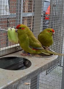 Ziegensittiche suchen neuen Körnergeber