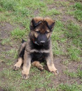 Ork Rüde Welpe Altdeutscher Schäferhund DDR Linien