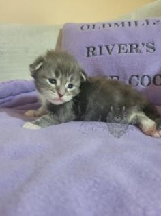 Wundervolle Maine Coon Kitten